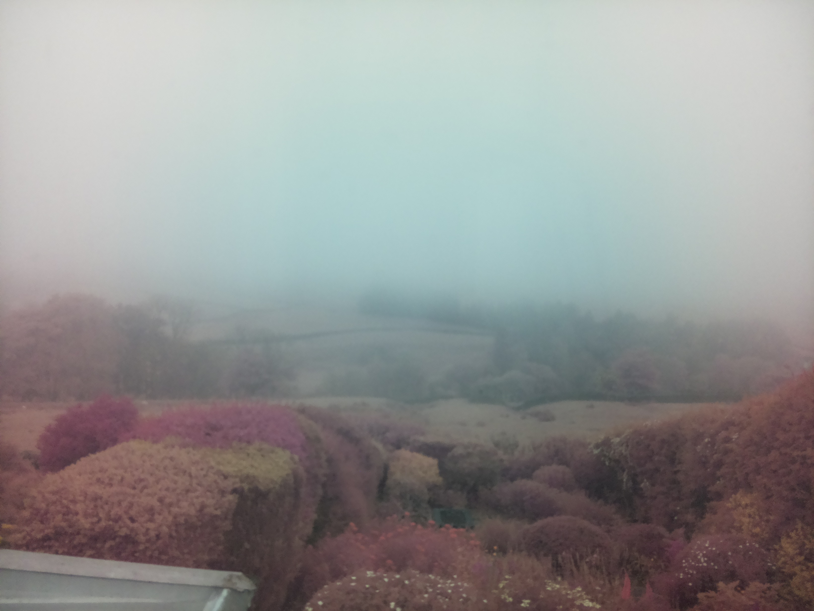 raspi webcam photo