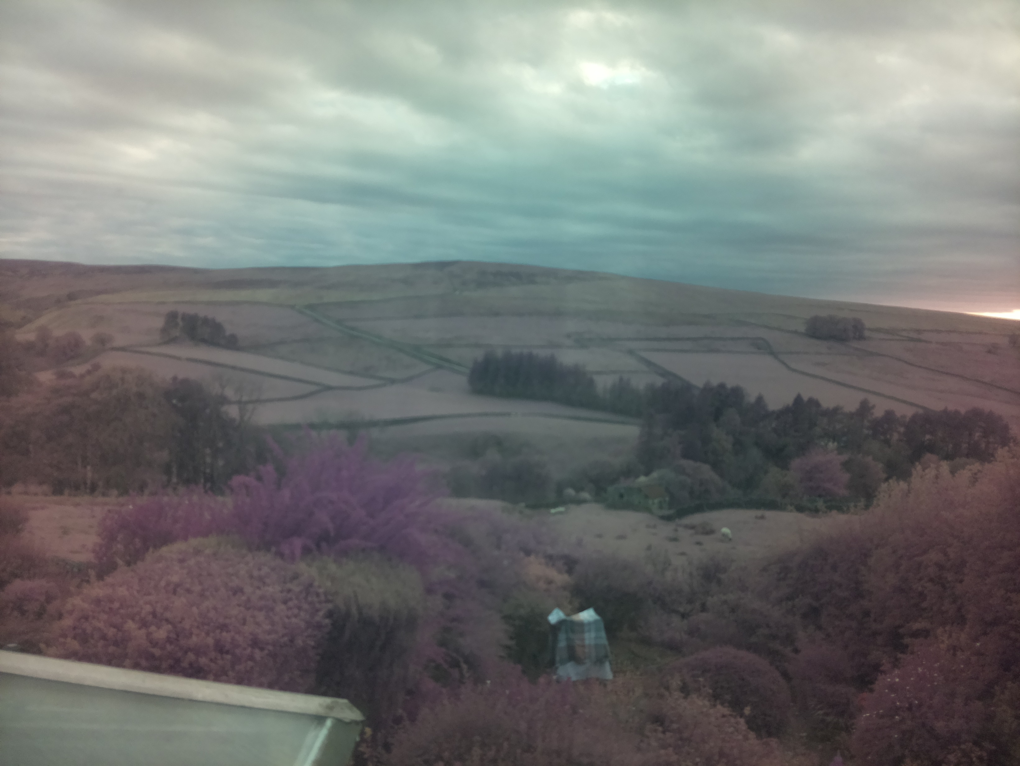 raspi webcam photo