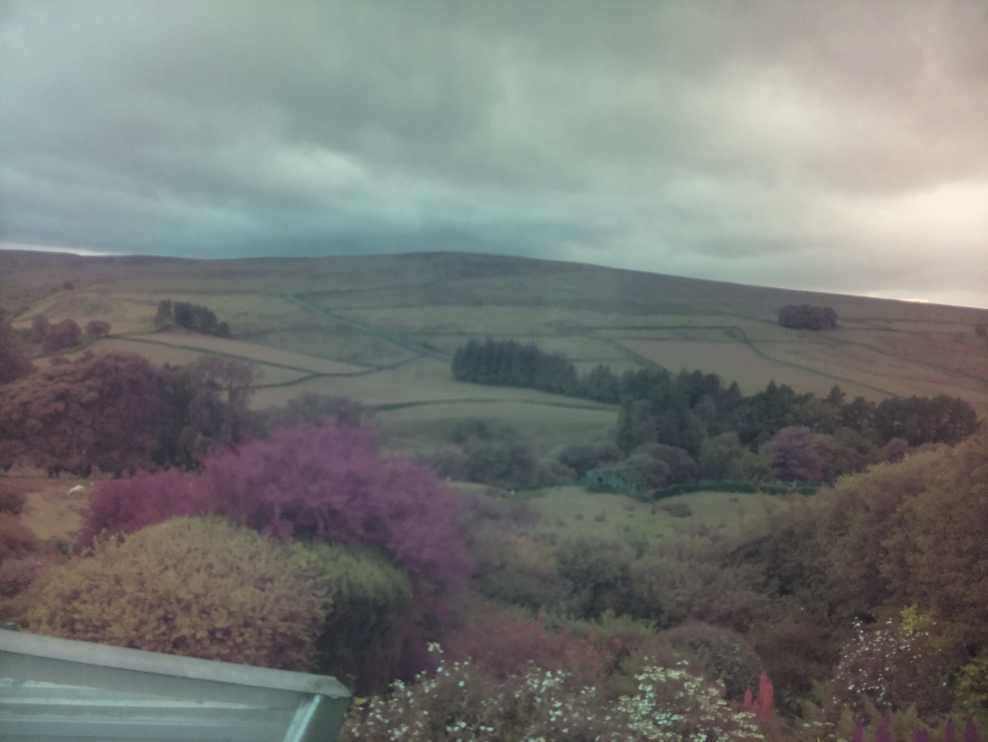 raspi webcam photo