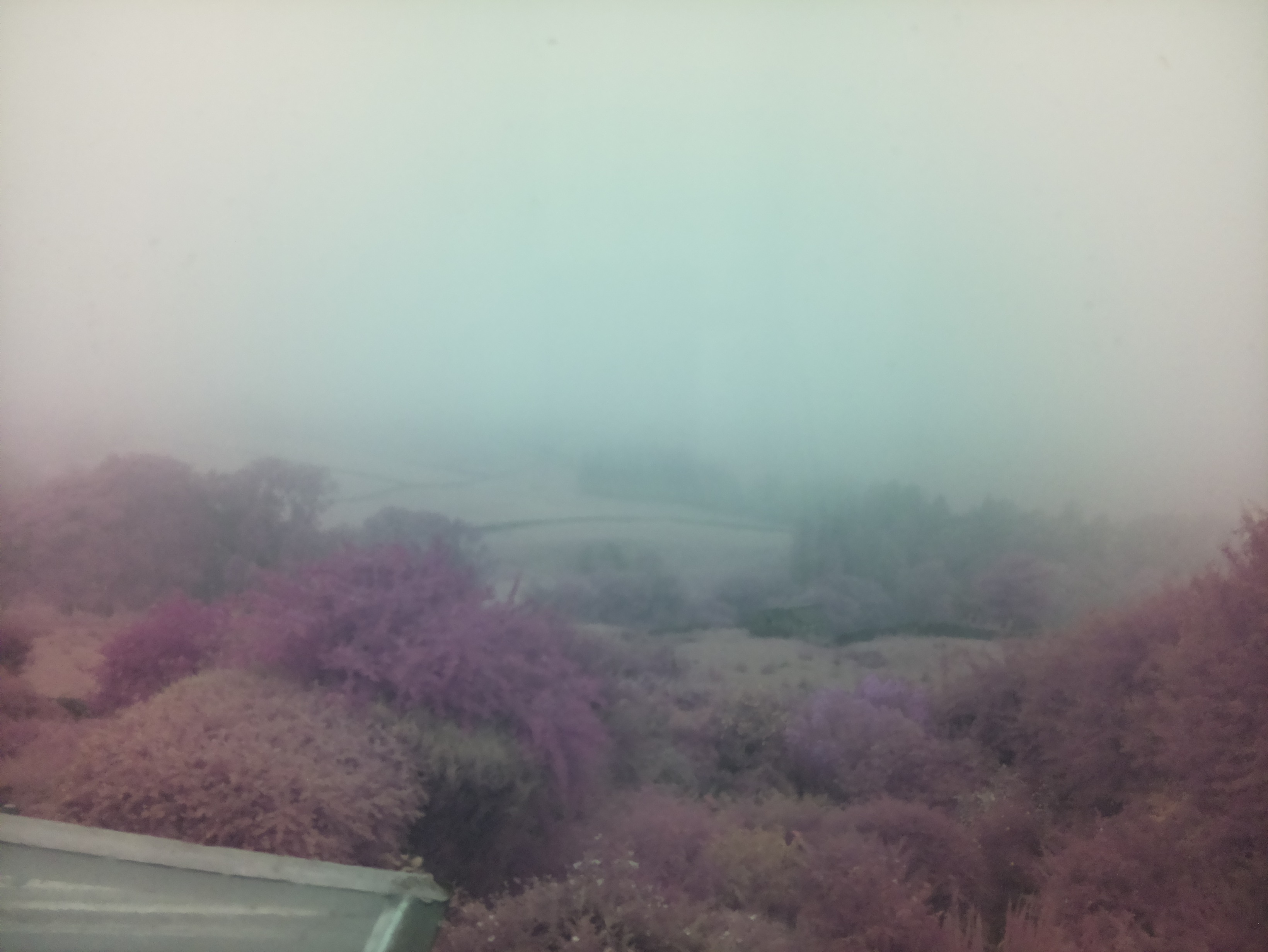 raspi webcam photo