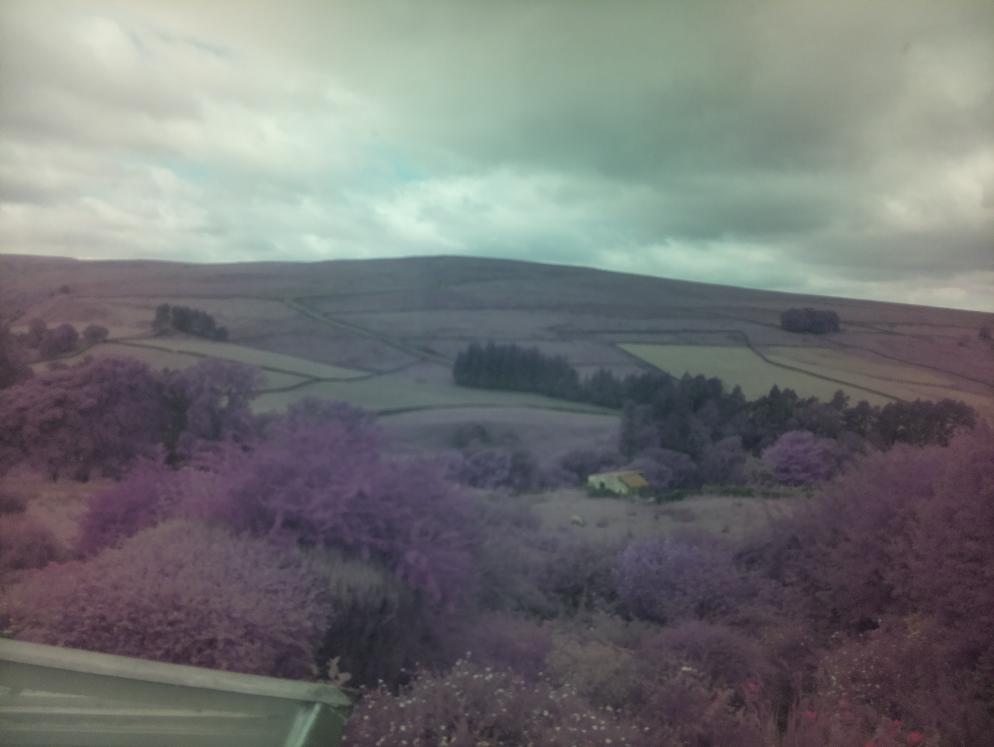raspi webcam photo