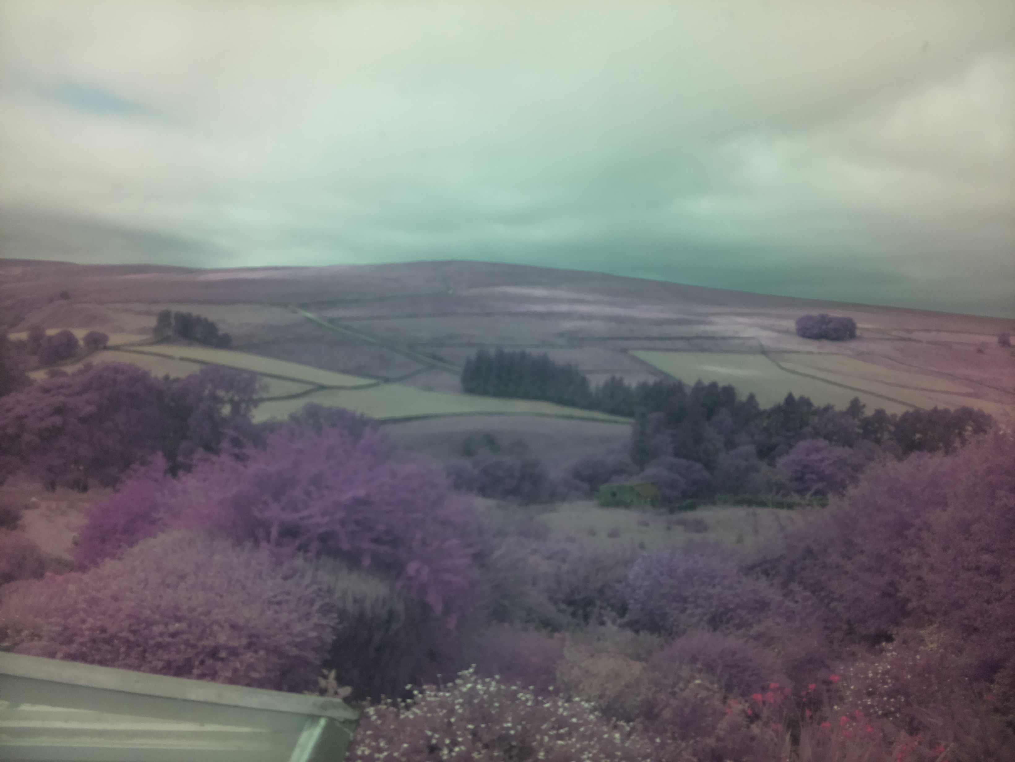 raspi webcam photo