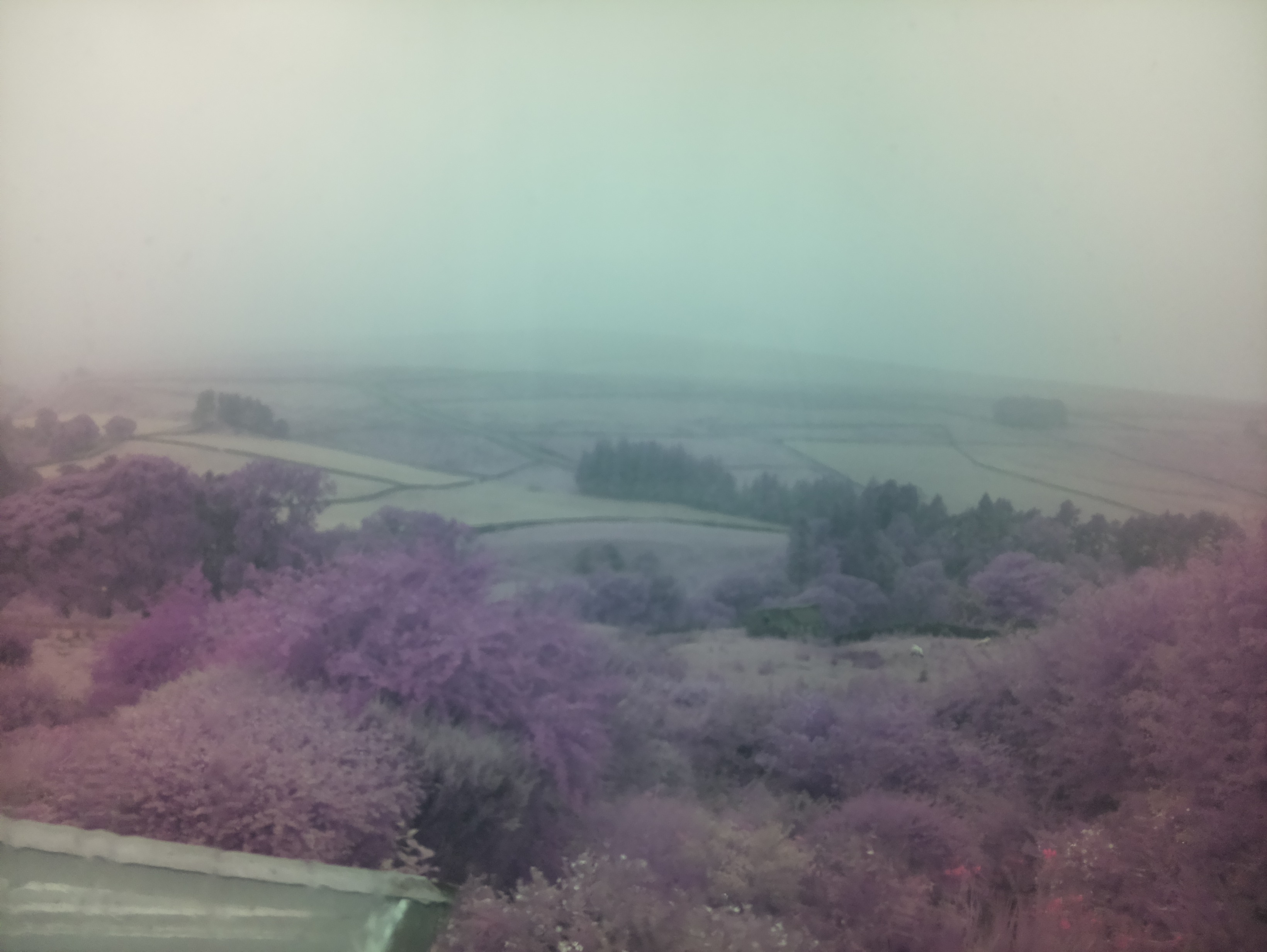 raspi webcam photo
