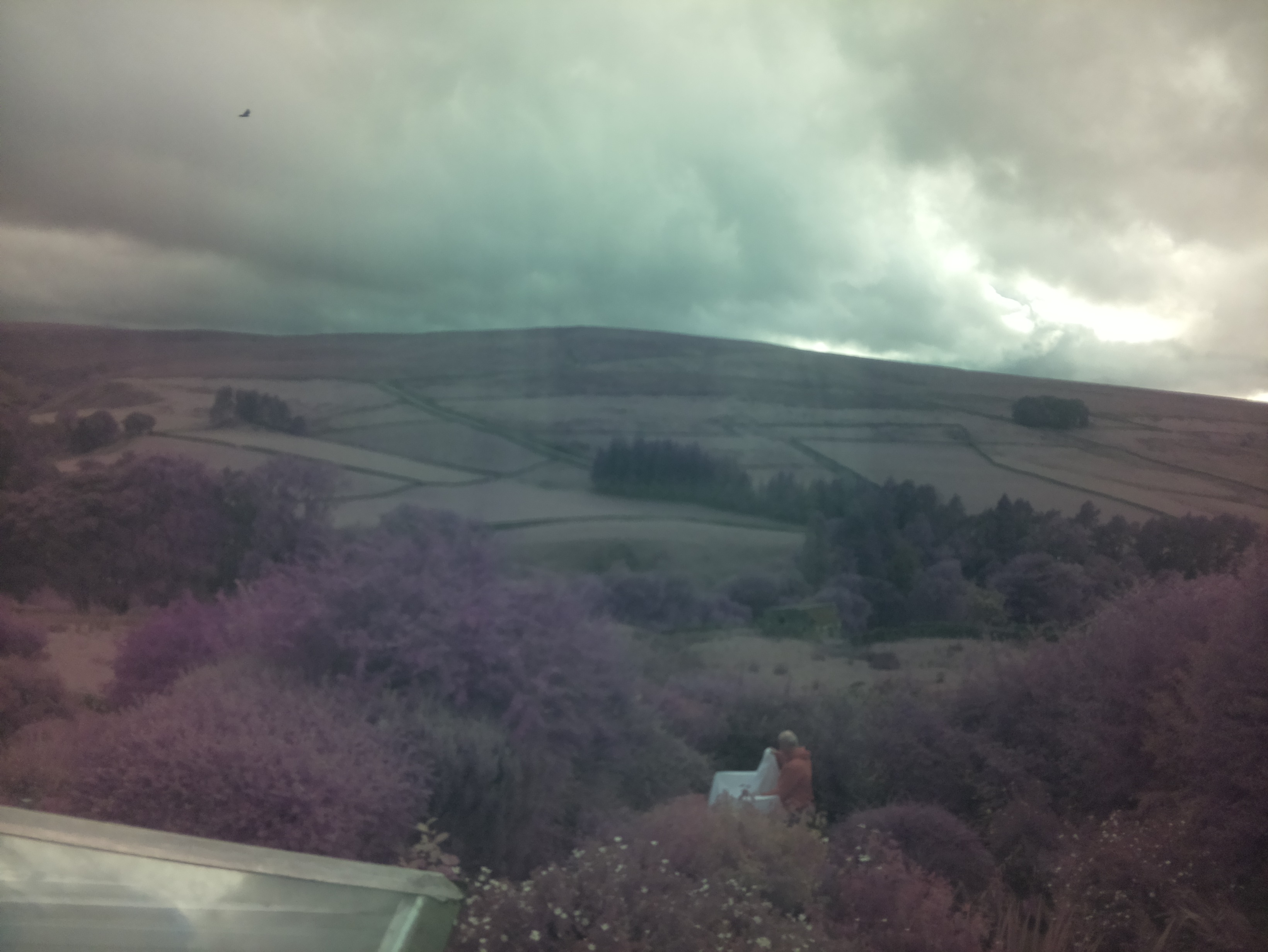 raspi webcam photo